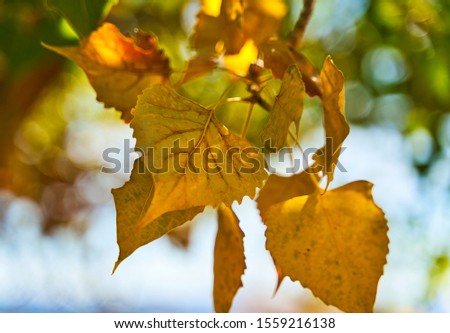 Close up of the leaves in the fall