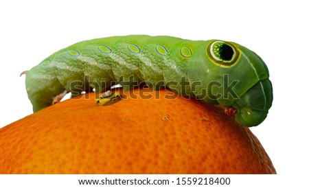 Green worm images and white backgrounds