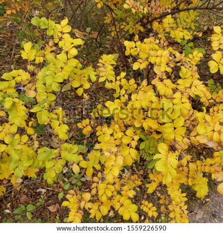 bright yellow leaves on a bush turning colors for autumn.