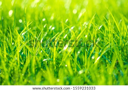 Abstract natural for backgrounds grass