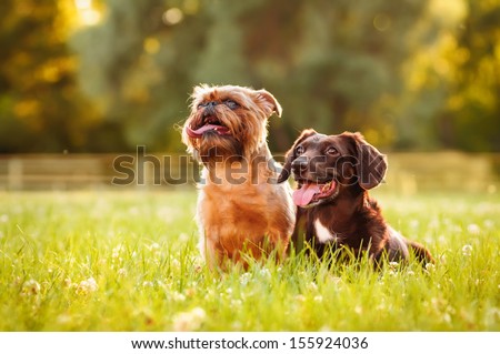 Two dogs on a summer outing Royalty-Free Stock Photo #155924036