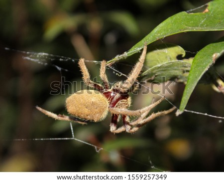 A close-up photograph of an Australian Garden Orb Weaver Spider (Eriophora transmarina) in Brisbane, Australia. 