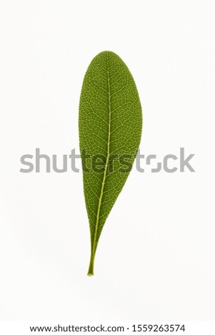 A leaf with a clear texture on a white background.
 Royalty-Free Stock Photo #1559263574