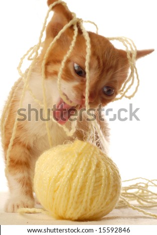 funny picture of an orange and white kitten spitting out yellow yarn