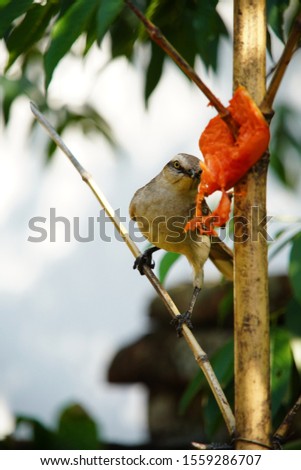 Chalk-browed Mockingbird on a branch	
