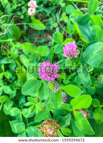 Red clover (Trifolium pratense) is a herbaceous species of flowering plant in the bean family Fabaceae, native to Europe, Western Asia and northwest Africa