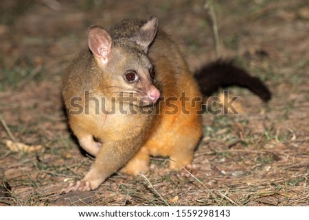 Common Brushtail Possum foraging on the ground