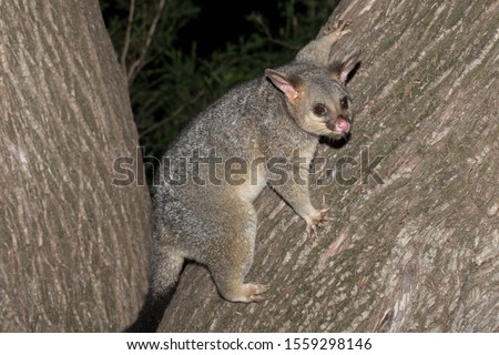 Common Brushtail Possum in tree