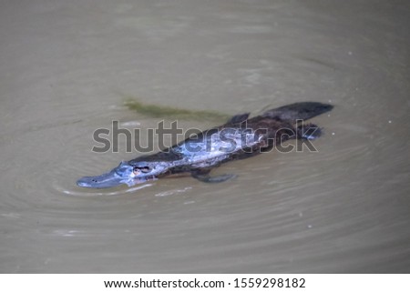 Duck-billed Platypus swimming on surface of river