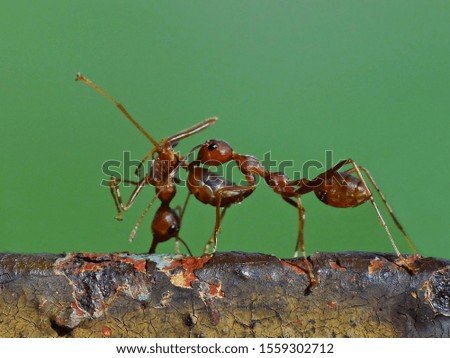 Ant activity in wild everyday   
