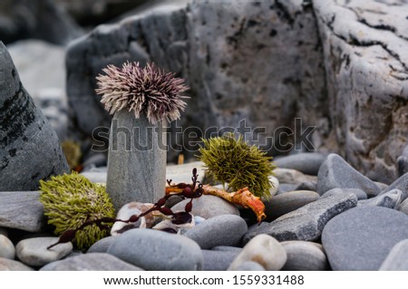 Still life of rocks, seaweed and sea urchins on the North beach. The bike tour of Arctic Norway.