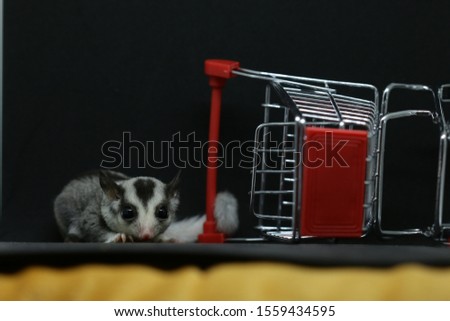 Sugar Glider in the supermarket cart. Petaurus Breviceps