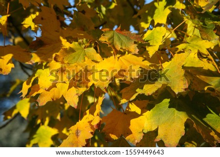 autumn maple leaves colored yellow and red castelvetro di modena