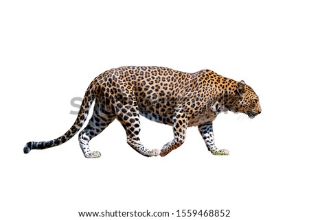 Leopards isolated on white background