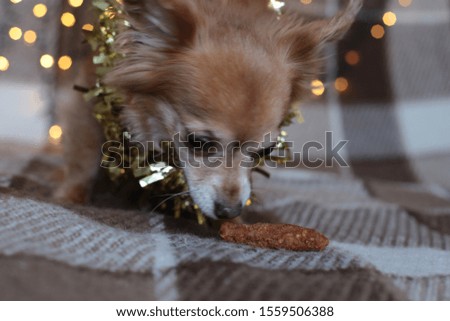 ginger Chihuahua New Year mood bokeh garland, a puppy smiles and enjoys the Christmas  holiday