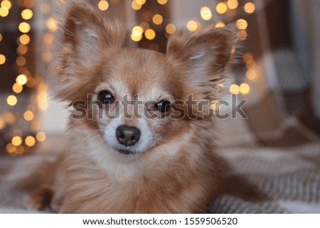 ginger Chihuahua New Year mood bokeh garland, a puppy smiles and enjoys the Christmas  holiday