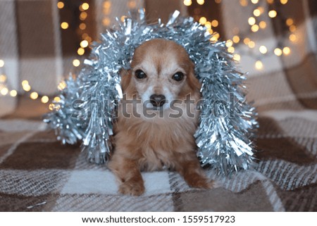 	
redhead little dog Chihuahua sits on a bed with New Year lights