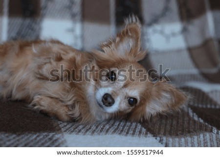 	
redhead little dog Chihuahua sits on a bed with New Year lights