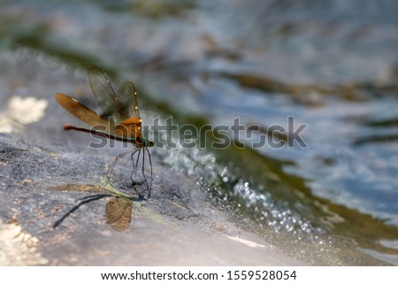 Damselflies or Dragonflies stay on the rocks in ter waterfall backgrounds in tropical rain forest.