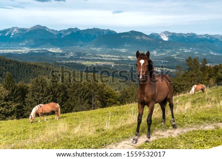 Young Brown Horse on Hill in Mountains.