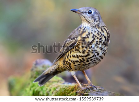 Mistle thrush looking for a drink Royalty-Free Stock Photo #1559539739