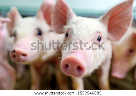 pig farm industry farming hog barn pork Royalty-Free Stock Photo #1559546885
