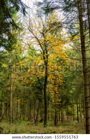 Colourful autumn leaves in natural UK woodland. Forest environment, seasonal landscape.