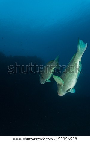 Bumphead parrot fish swimming