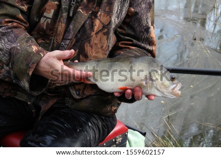 Large Perch caught by angler in fresh water lake. UK.