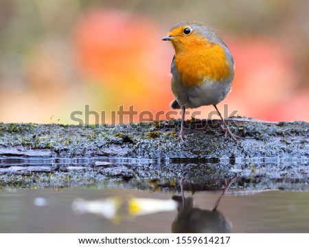 The European Robin or Erithacus rubecula is sitting at the waterhole in the forest