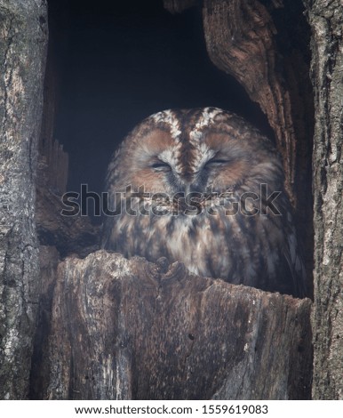 Tawny owl (Strix aluco) at tree home