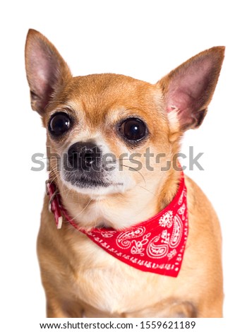 portrait of ginger chihuahua dog on white background
