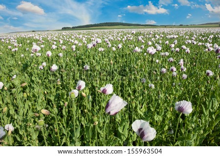 Beautiful vivid landscape with a field of white blooming poppy