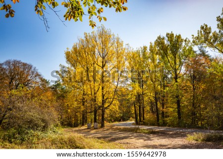 Road in the autumnal forest Sabaduri. Georgia