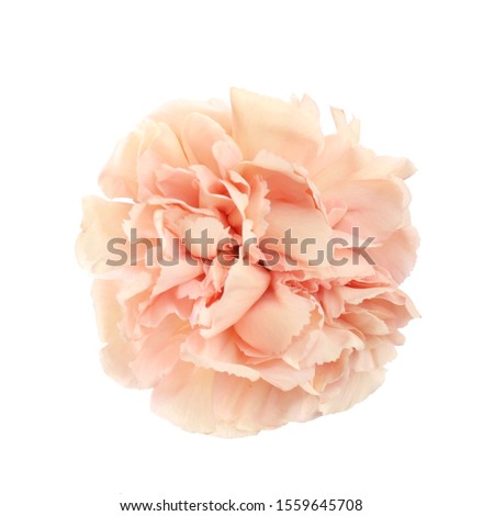 Beautiful fresh carnation flower on white background