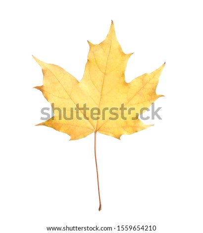 Beautiful leaf isolated on white. Autumn season