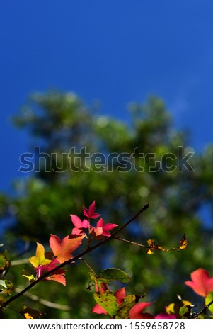 green and red maple leaves with blue sky and green bokeh background. vertical picture.