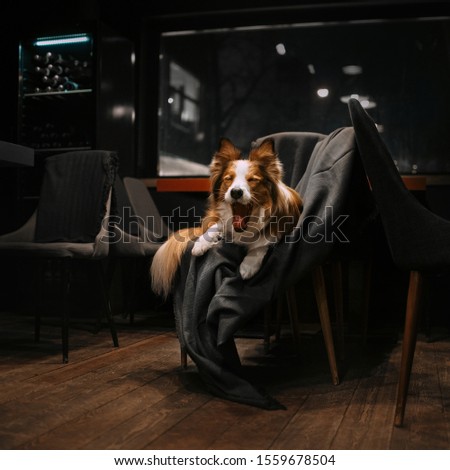 red and white border collie dog posing indoors