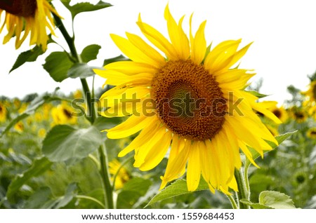 
Sunflowers. Yellow flowers. Sunflower seeds. A field of sunflowers.
