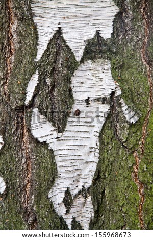 Birch bark vertical