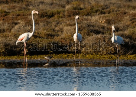 Flamingos in Delta de l'Ebre Nature Park, Spain