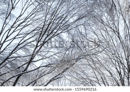Winter Park, the white snow-covered tree branch. Winter season concept. 