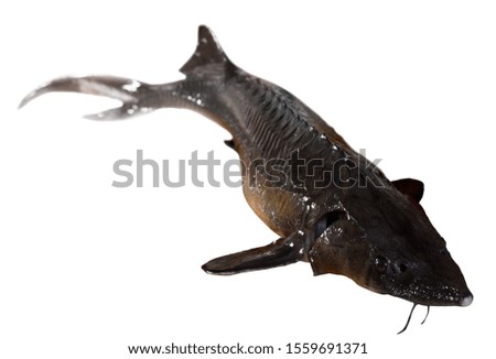 Picture of raw sturgeon isolated over white background 