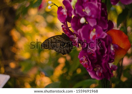 Closeup of a butterfly on a beautiful flower. 