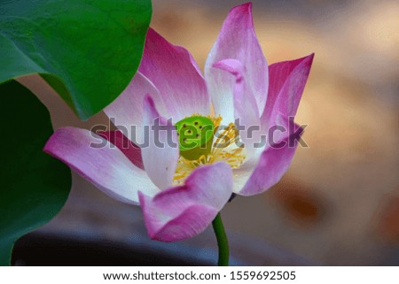 Beautiful pink lotus flower in blooming .