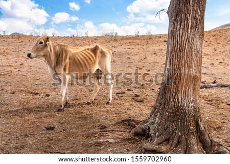 hungry cow with ribs exposing suffering through a dry hot australian drought Royalty-Free Stock Photo #1559702960