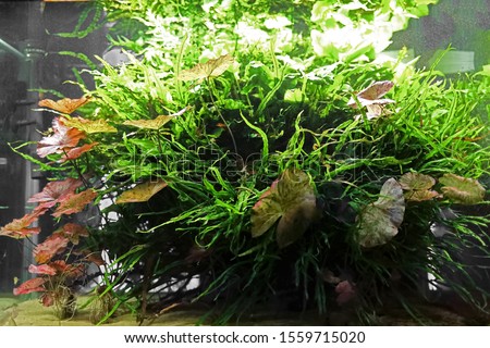 fish and green water plants aquarium
