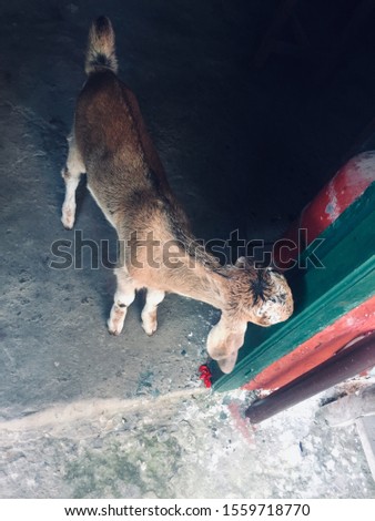 Nepalish Best Kid Goat cute dhauagiri myagdi Nepal,
