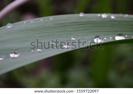 Allium leaf in drops after the rain