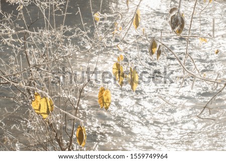 icy autumnal leaves as background picture